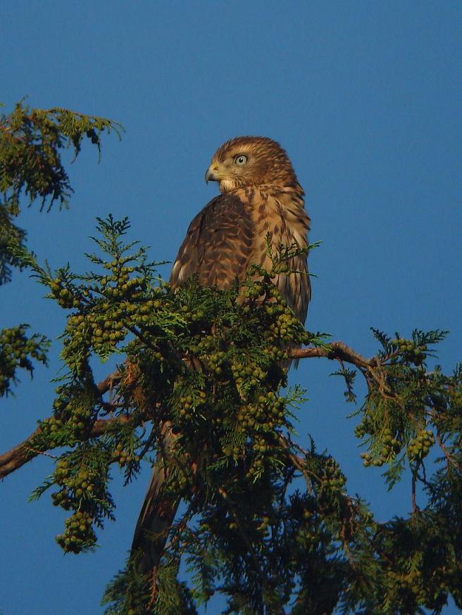 �Ó�̕��ƌ�