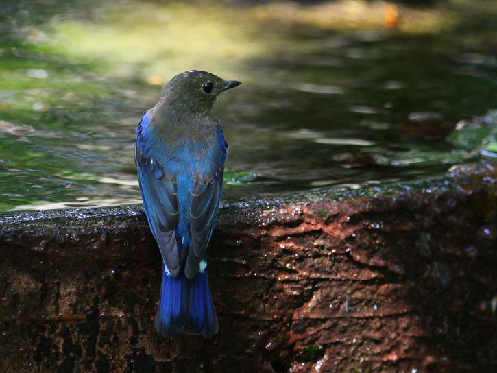 �Ó�̕��ƌ�