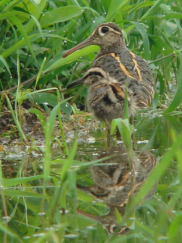 �Ó�̕��ƌ�