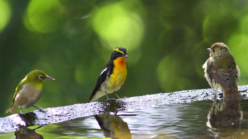 �Ó�̕��ƌ�