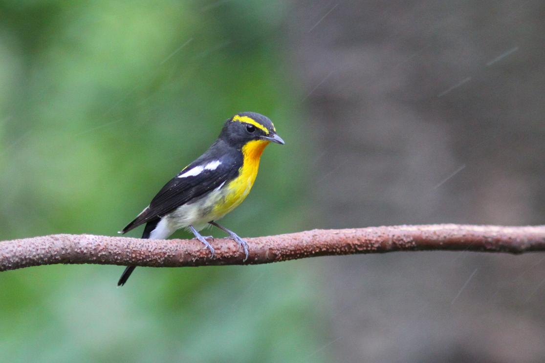 �Ó�̕��ƌ�