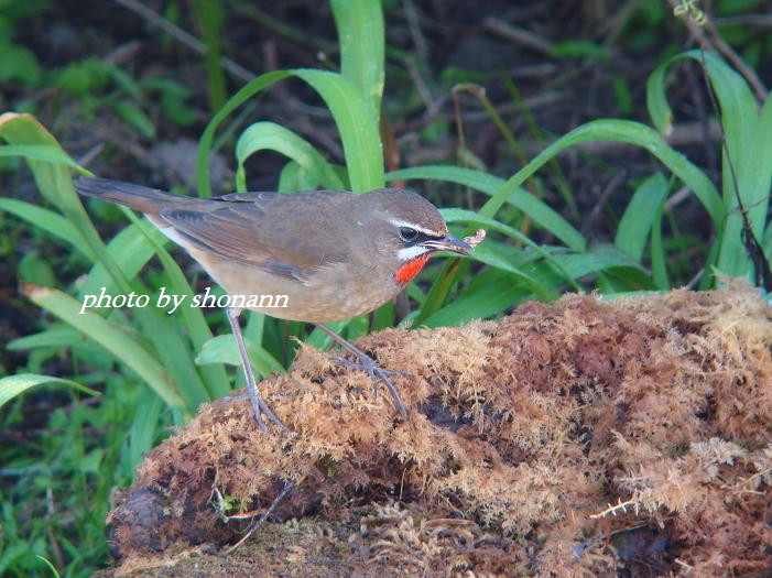 �Ó�̕��ƌ�