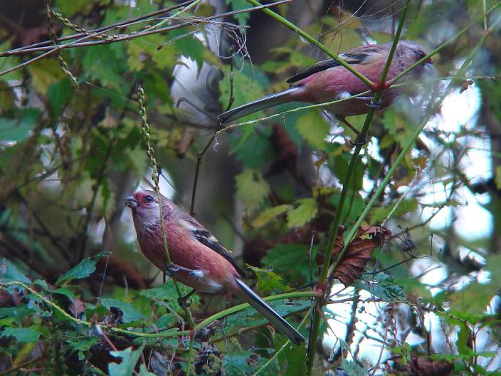 �Ó�̕��ƌ�