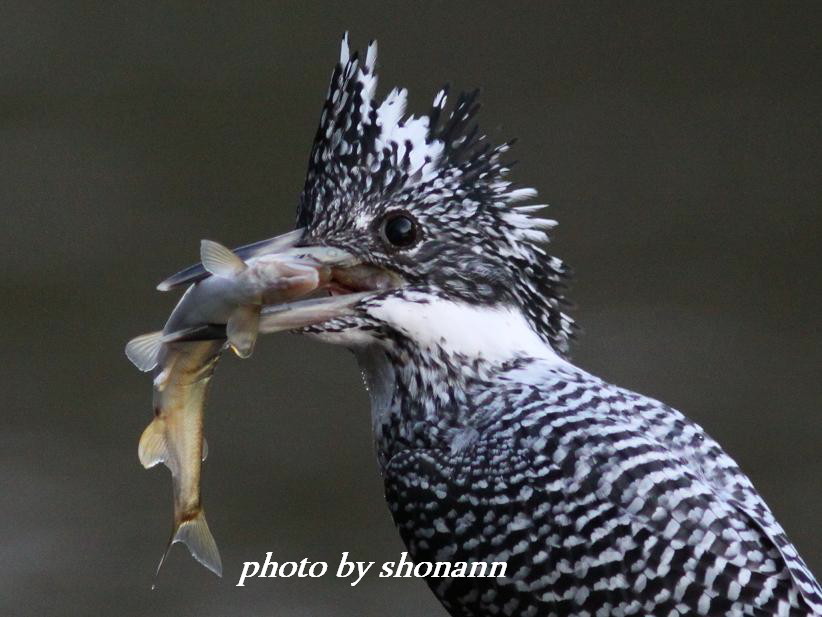 �Ó�̕��ƌ�