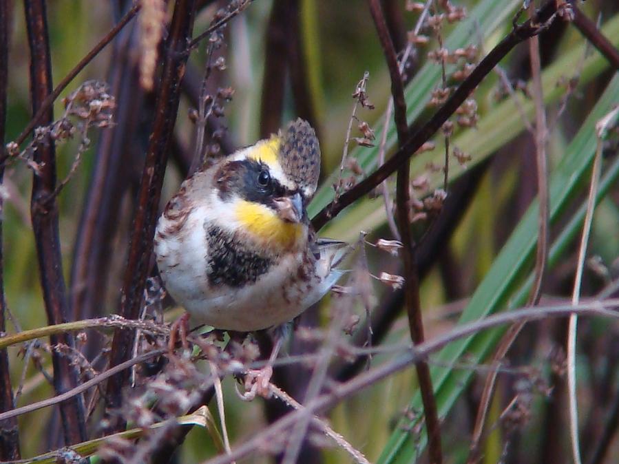 �Ó�̕��ƌ�