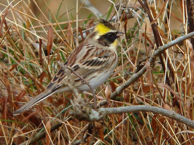 �Ó�̕��ƌ�