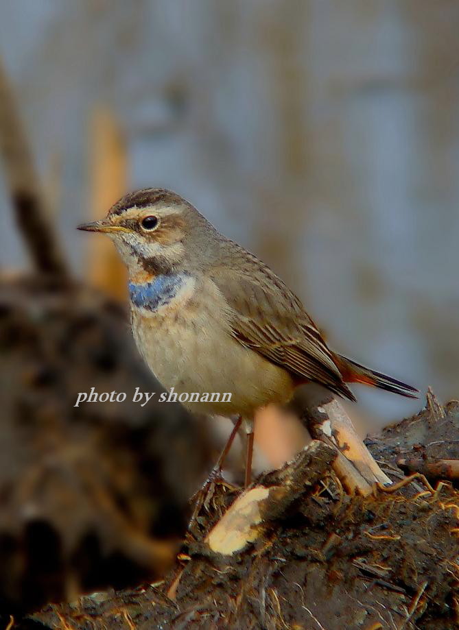 �Ó�̕��ƌ�