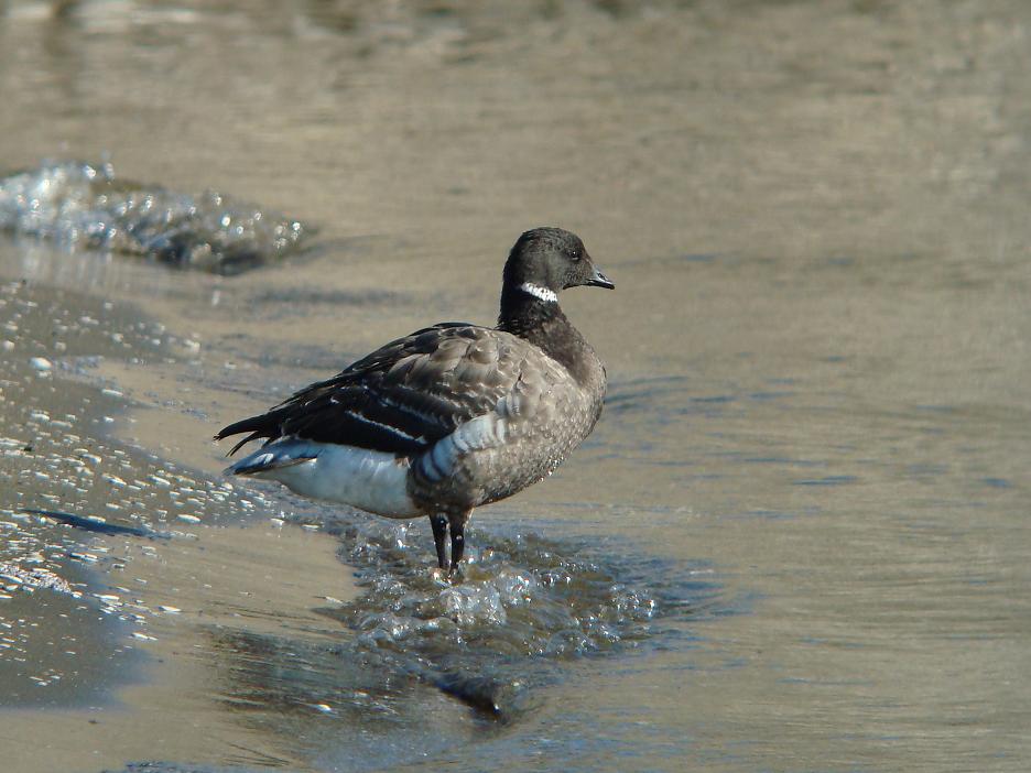 �Ó�̕��ƌ�