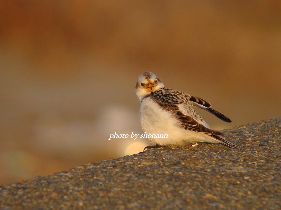 �Ó�̕��ƌ�