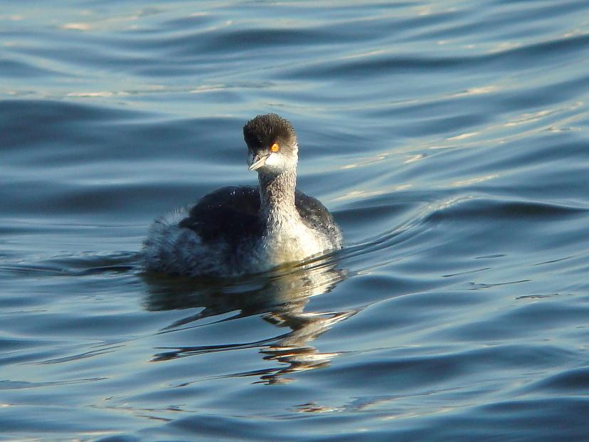 �Ó�̕��ƌ�