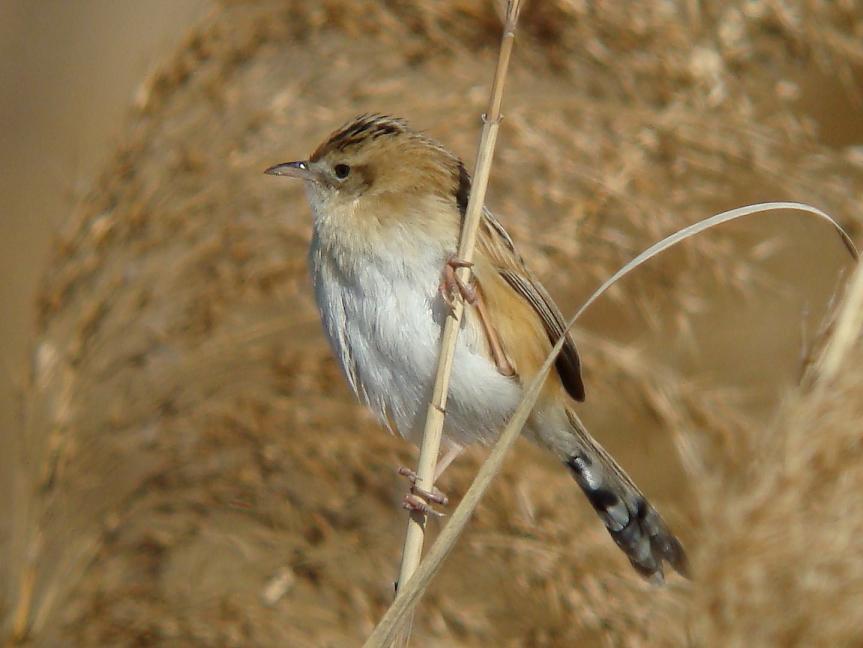 �Ó�̕��ƌ�