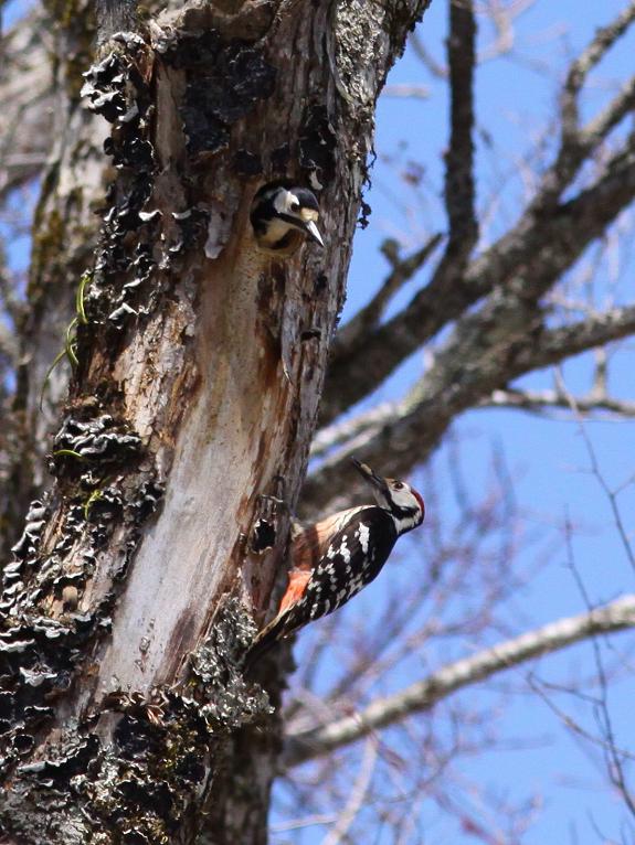 �Ó�̕��ƌ�