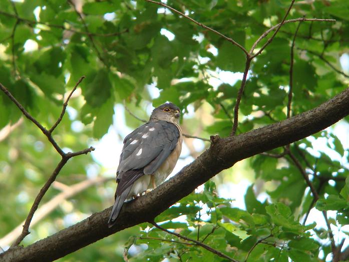 �Ó�̕��ƌ�