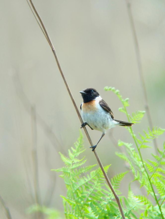 �Ó�̕��ƌ�