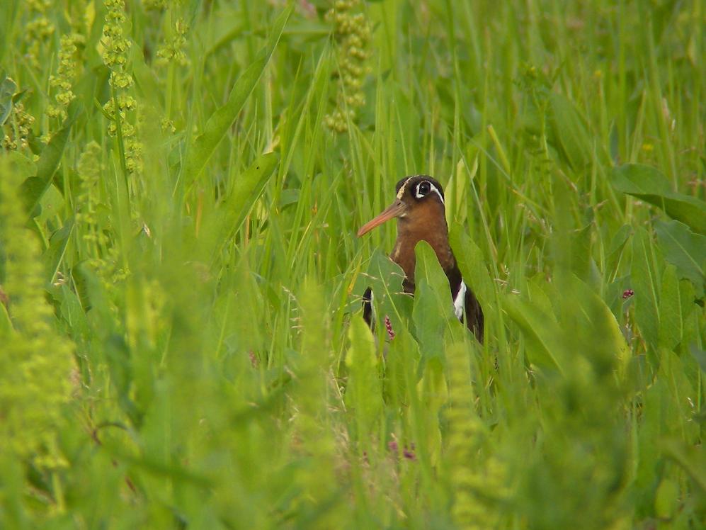 �Ó�̕��ƌ�