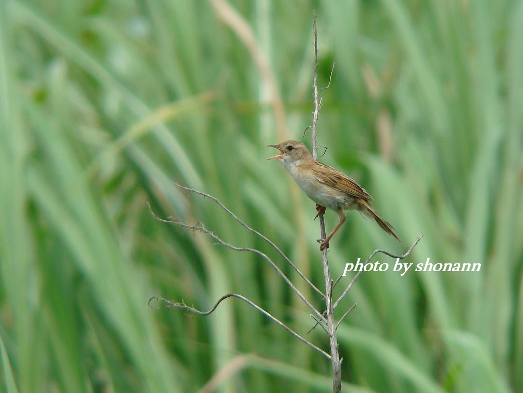 �Ó�̕��ƌ�