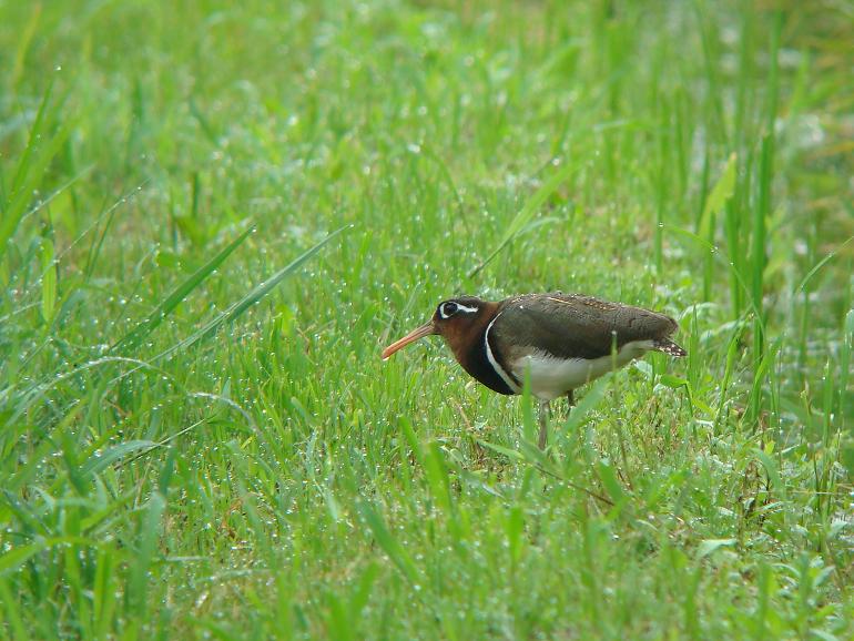 �Ó�̕��ƌ�