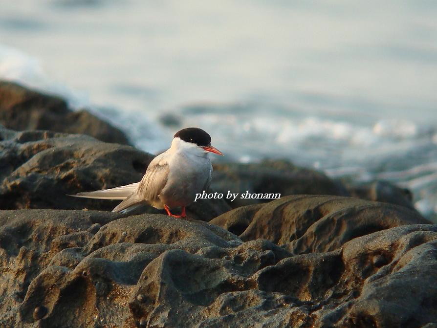 �Ó�̕��ƌ�