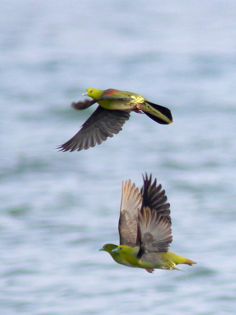 �Ó�̕��ƌ�