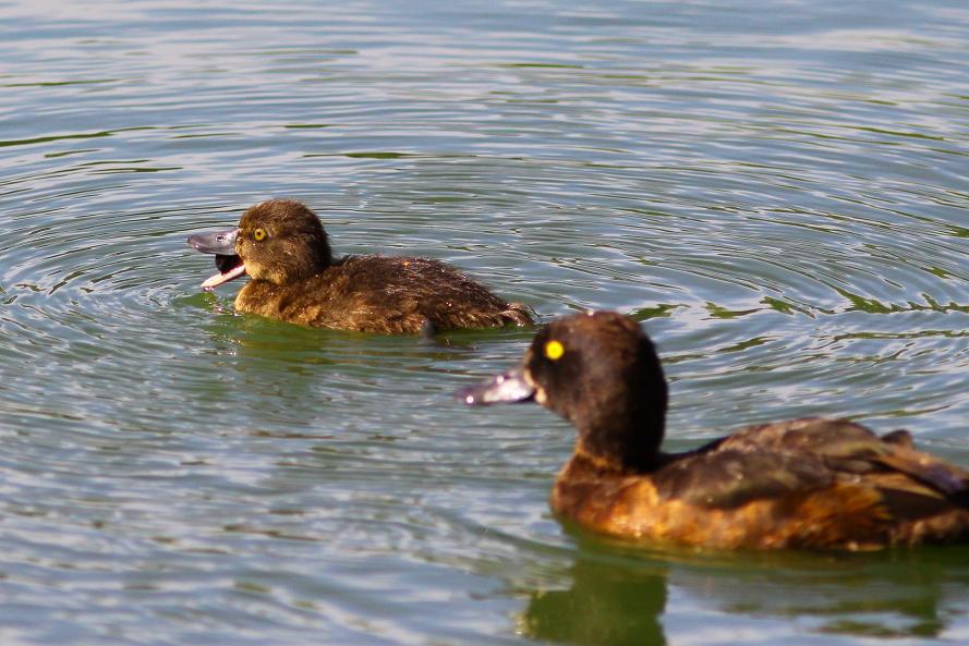 �Ó�̕��ƌ�