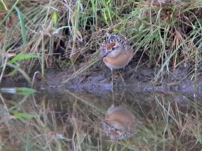 �Ó�̕��ƌ�