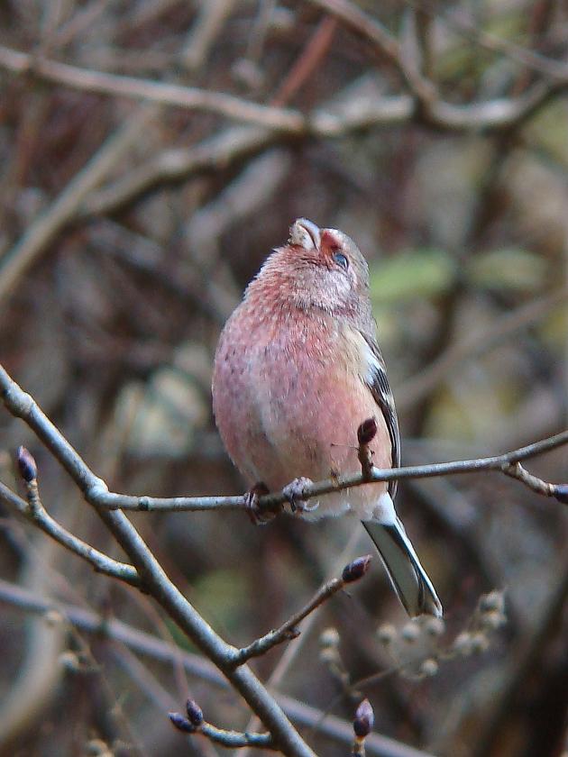 �Ó�̕��ƌ�