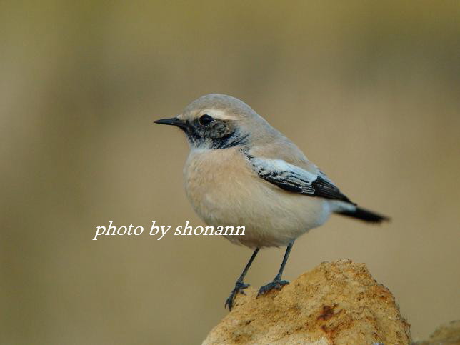 �Ó�̕��ƌ�