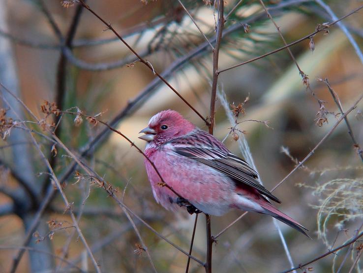 �Ó�̕��ƌ�