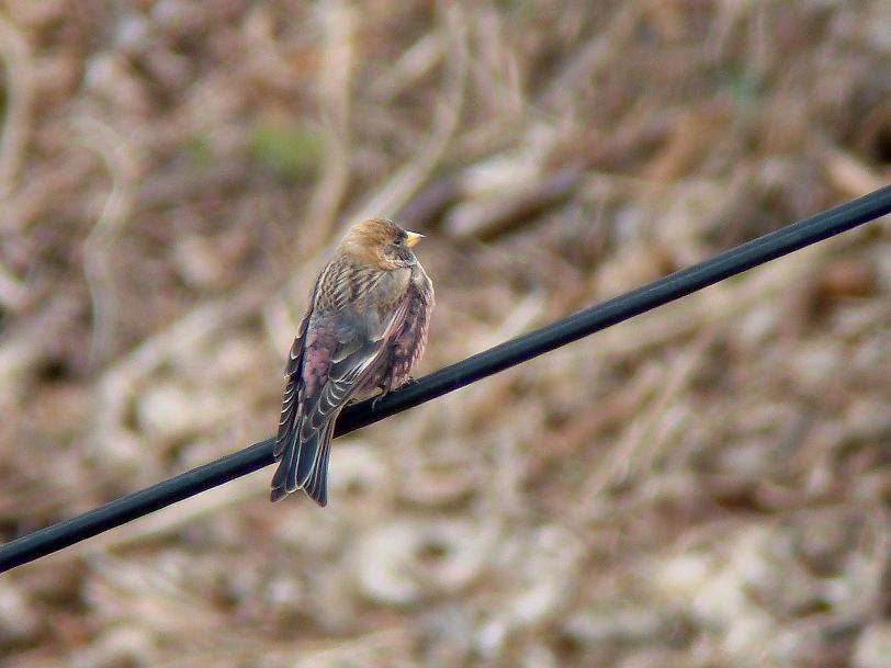 �Ó�̕��ƌ�