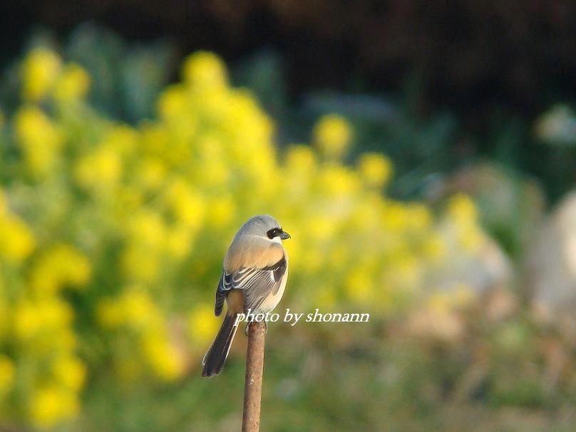 �Ó�̕��ƌ�