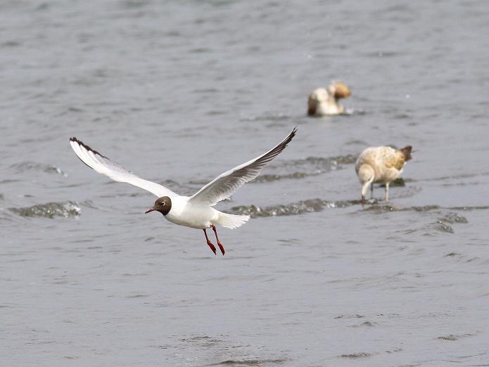 �Ó�̕��ƌ�