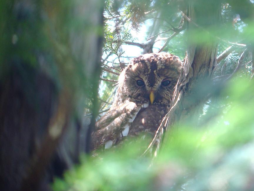 �Ó�̕��ƌ�