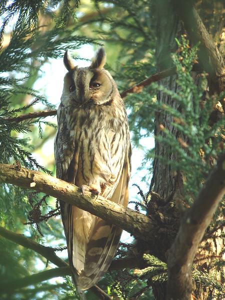 �Ó�̕��ƌ�