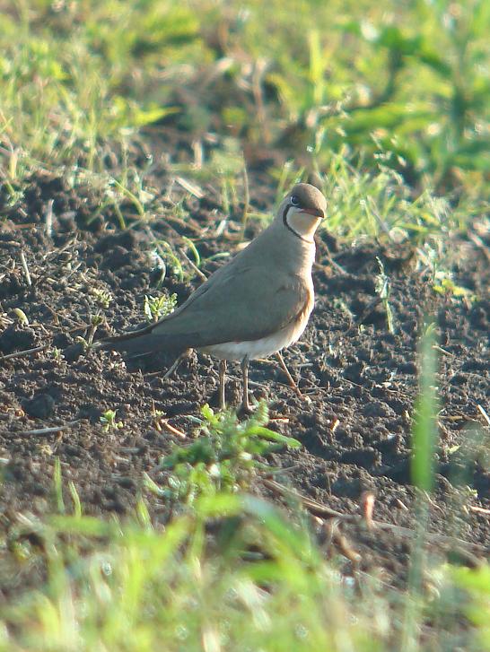 �Ó�̕��ƌ�