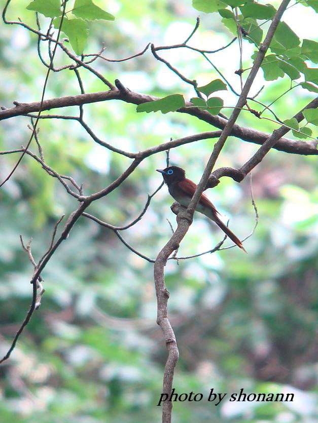 �Ó�̕��ƌ�