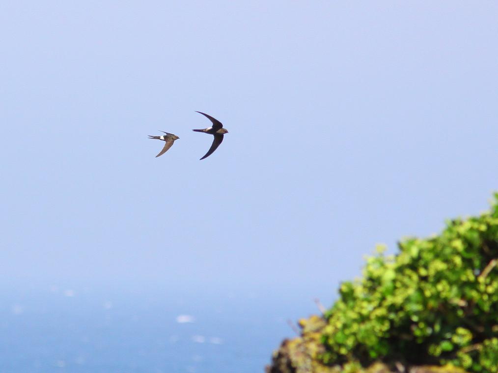 �Ó�̕��ƌ�