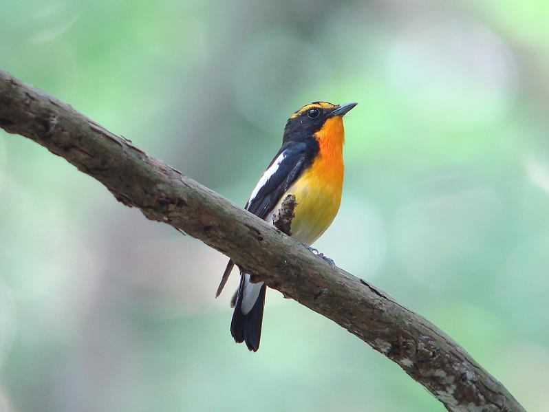 �Ó�̕��ƌ�