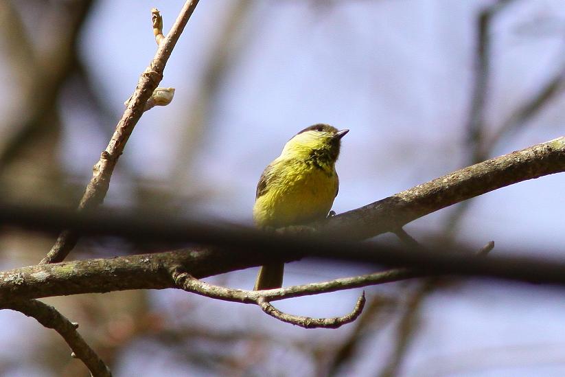 �Ó�̕��ƌ�