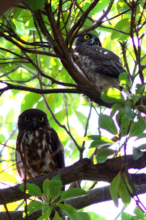 �Ó�̕��ƌ�