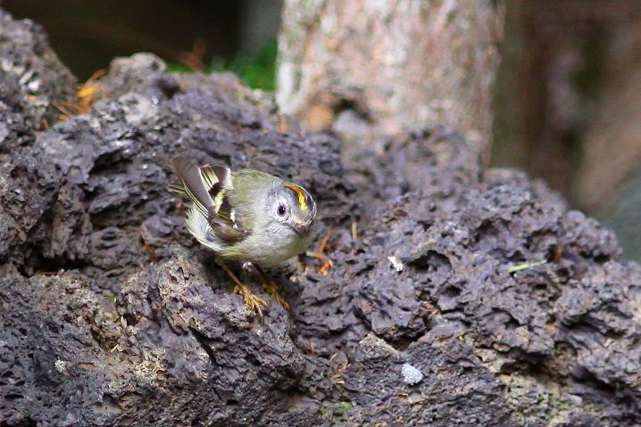 �Ó�̕��ƌ�