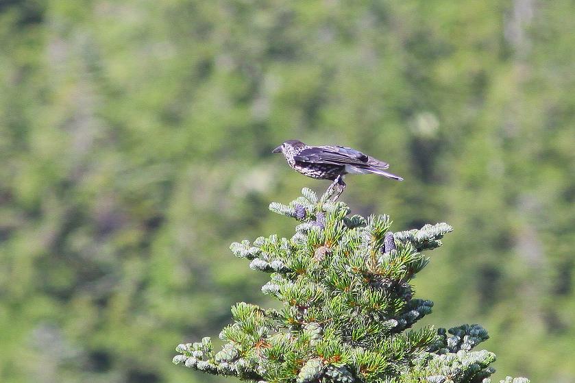 �Ó�̕��ƌ�