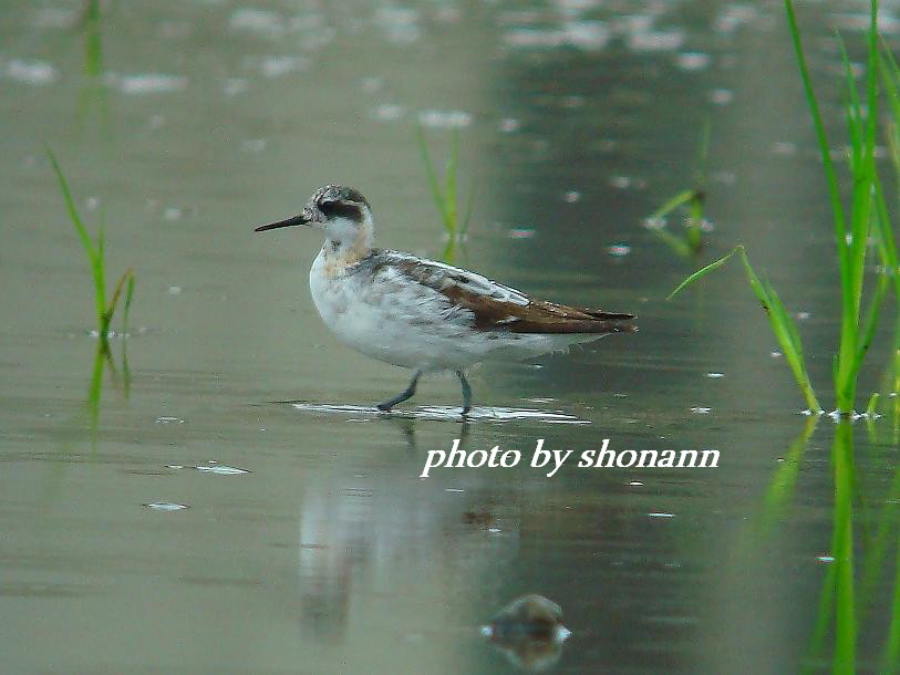 �Ó�̕��ƌ�