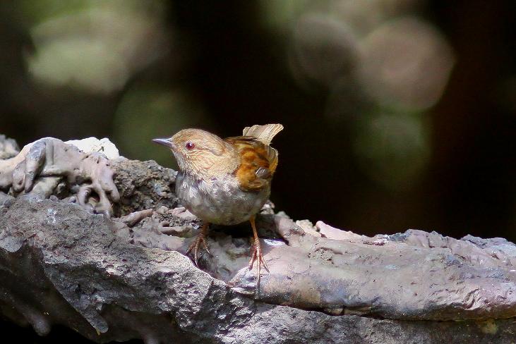 �Ó�̕��ƌ�