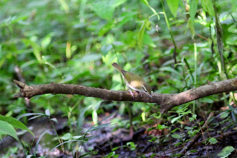 �Ó�̕��ƌ�