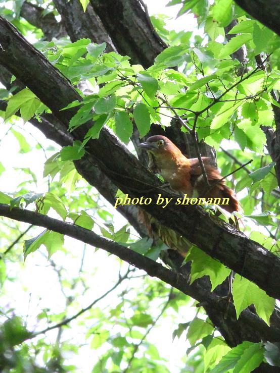 �Ó�̕��ƌ�