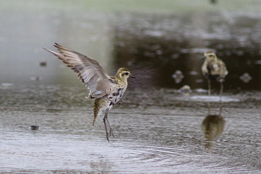 �Ó�̕��ƌ�