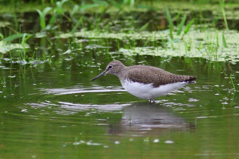 �Ó�̕��ƌ�