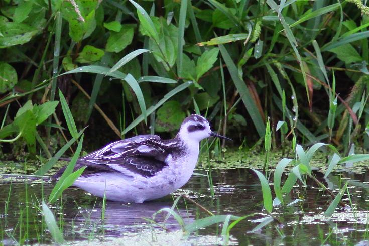 �Ó�̕��ƌ�