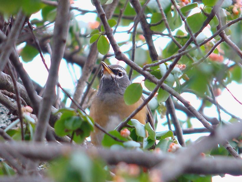 �Ó�̕��ƌ�