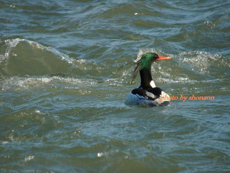 �Ó�̕��ƌ�